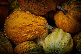 Colorful Pumpkins harvest