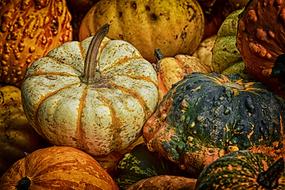 Pumpkins Colorful