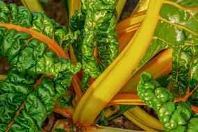 Chard Beta Vulgaris