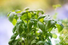 green fresh Basil Herbs