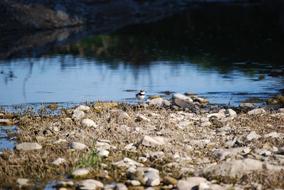 bird on the rocks by the river