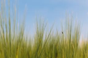 Beetle on the beautiful, green grass, at colorful and beautiful sky on background, in summer