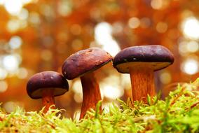 three beautiful mushrooms on green moss