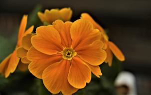 close-up photo of orange wild flower