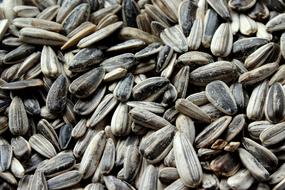 delicious black Sunflower Seeds