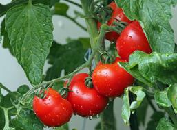 water droplets on ripe tomatoes in a greenhouse