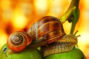 two snails in the garden