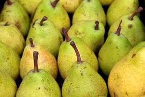 Beautiful and colorful, ripe pears in autumn