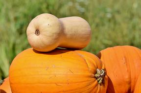 harvest of elongated pumpkins