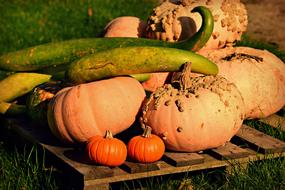 Cucuzza Squash