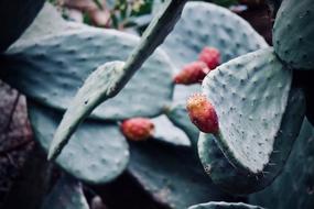 Cactus Fat Plants