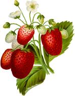 red strawberry with white flowers as an illustration