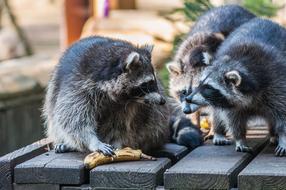 Raccoon Group Animals
