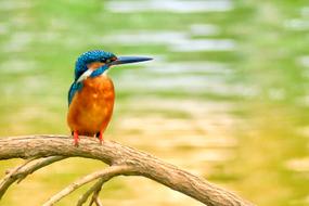 orange Kingfisher Bird