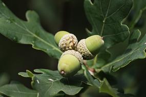 closeup view of green Acorns and Oak Leaves