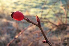 Berry Red one