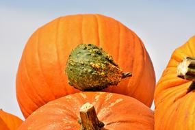 Pumpkin Fruit Autumn