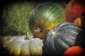 harvest of green and orange pumpkins