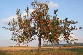 lonely wide Apple Tree at Autumn