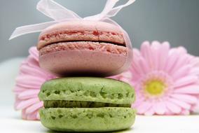 delicious colorful macarons and gerbera flowers