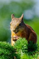 squirrel with food on a coniferous branch on a sunny day