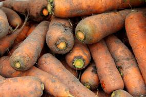 harvest of dirty carrots close up