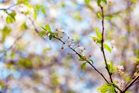 beautiful Blossom Branch