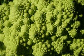 green Roman cauliflower