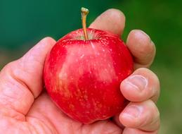 red apple in the hand of a man on a blurred background