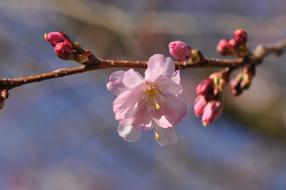 pink Blossom Prunus