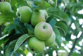 green apples on a garden tree