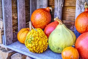 variety of pumpkins near stacked firewood