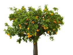 isolated orange tree