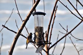 birds near a tree feeder