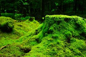 Forest Moss green