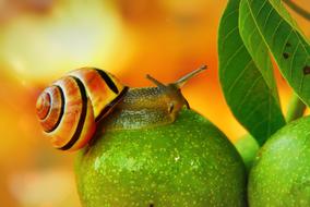 Huntsman Molluscs and green fruit close-up on blurred background