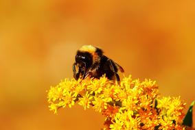 big Bumblebee on a yellow flower close-up on a blurred background