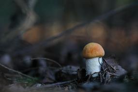 small Mushroom Forest