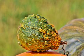 green Pumpkin Fruit Autumn