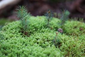 beautiful green Moss Forest