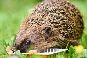 eating hedgehog in the garden
