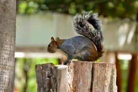 beautiful Squirrel Rodent