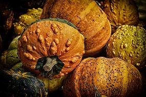 delicious Pumpkins at Autumn