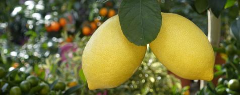 Lemons Tree Eat