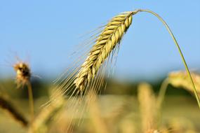 gold Barley Cereals