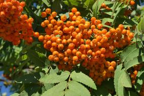Rowan Orange
