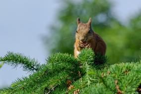 squirrel on a green larch on a sunny day