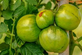 bush green tomatoes in a greenhouse, close-up