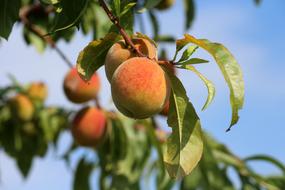 beautiful Peaches Fruit