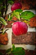 nice red Apples